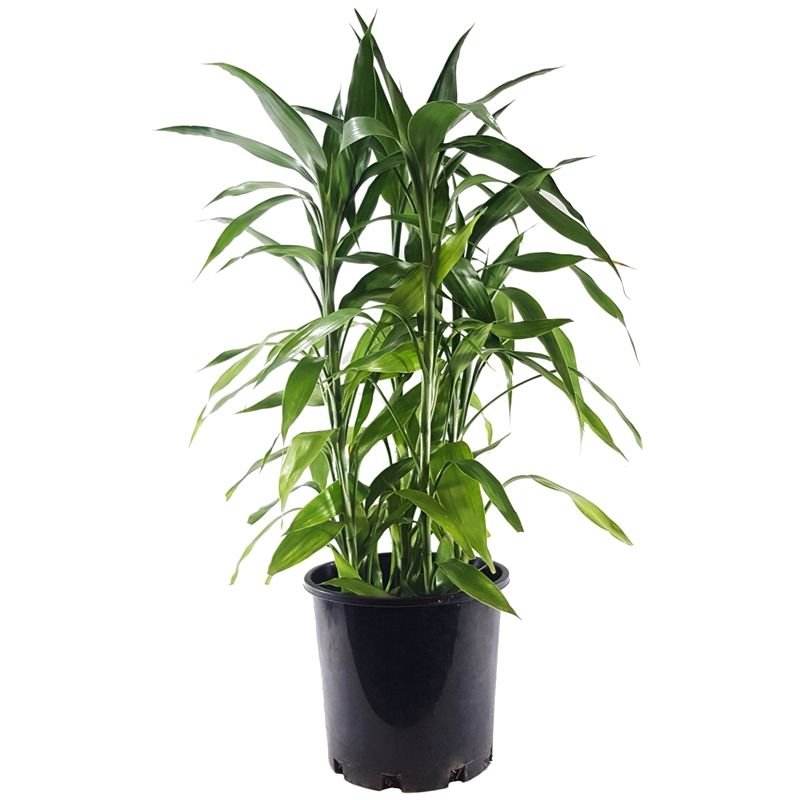 Sasa palmata (Broad-leaf Bamboo)